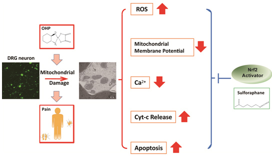 抗氧化转录因子Nrf2在奥沙利铂诱导的周围神经损伤中的保护作用.jpg